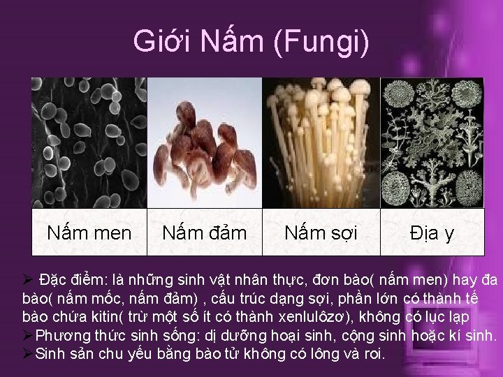 Giới Nấm (Fungi) Nấm men Nấm đảm Nấm sợi Địa y Ø Đặc điểm: