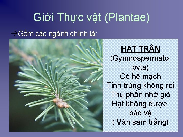 Giới Thực vật (Plantae) àGồm các ngành chính là: HẠT TRẦN (Gymnospermato pyta) Có