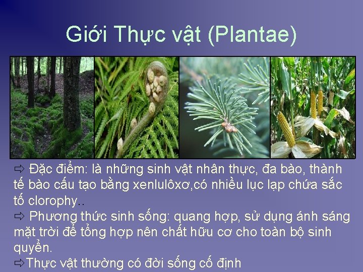 Giới Thực vật (Plantae) ð Đặc điểm: là những sinh vật nhân thực, đa