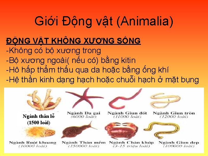 Giới Động vật (Animalia) ĐỘNG VẬT KHÔNG XƯƠNG SỐNG -Không có bộ xương trong