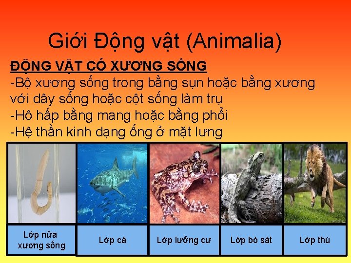 Giới Động vật (Animalia) ĐỘNG VẬT CÓ XƯƠNG SỐNG -Bộ xương sống trong bằng