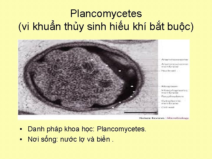 Plancomycetes (vi khuẩn thủy sinh hiếu khí bắt buộc) • Danh pháp khoa học: