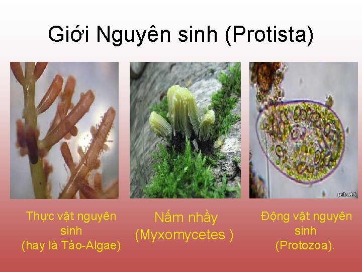 Giới Nguyên sinh (Protista) Thực vật nguyên sinh (hay là Tảo-Algae) Nấm nhầy (Myxomycetes