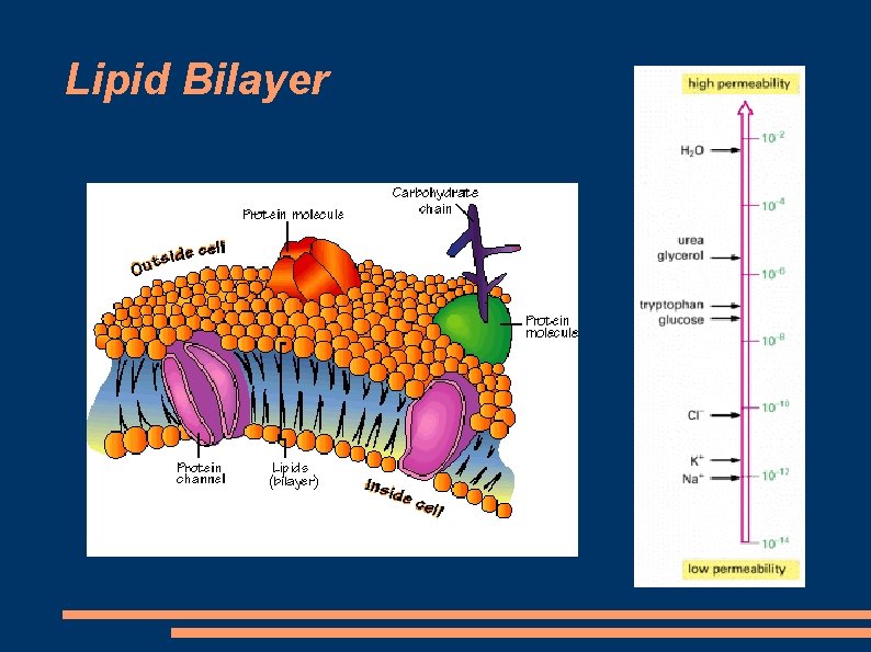 Lipid Bilayer 