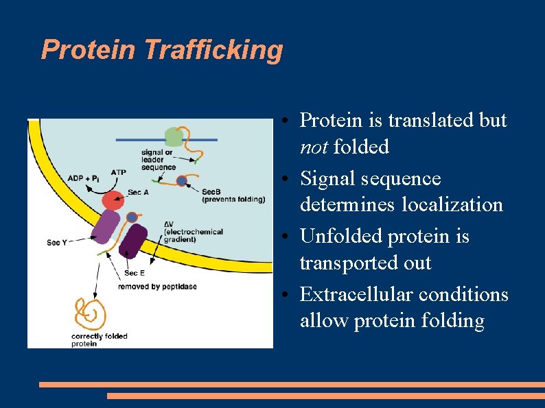 Protein Trafficking • Protein is translated but not folded • Signal sequence determines localization