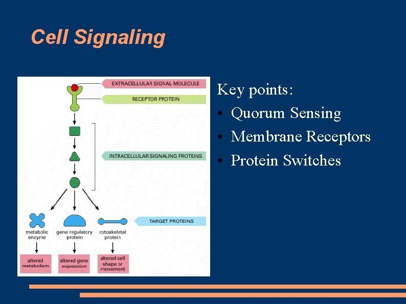 Cell Signaling Key points: • Quorum Sensing • Membrane Receptors • Protein Switches 