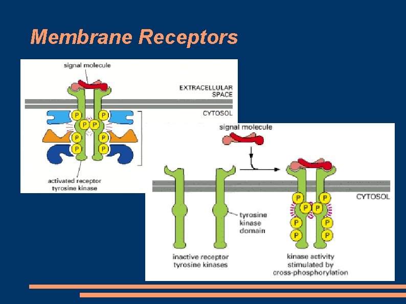 Membrane Receptors 