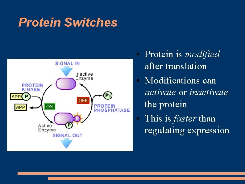 Protein Switches • Protein is modified after translation • Modifications can activate or inactivate