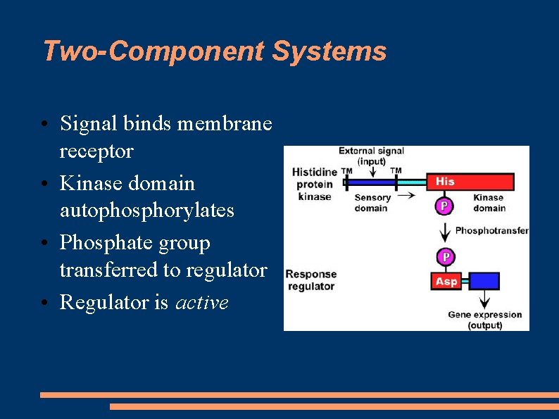 Two-Component Systems • Signal binds membrane receptor • Kinase domain autophosphorylates • Phosphate group