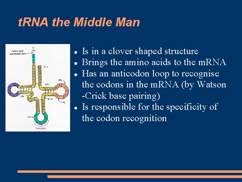 t. RNA the Middle Man Is in a clover shaped structure Brings the amino