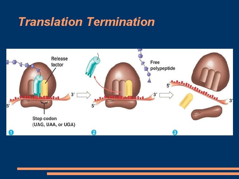 Translation Termination 