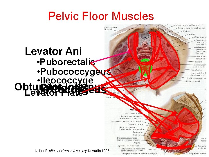 Pelvic Floor Muscles Levator Ani • Puborectalis • Pubococcygeus • Ileococcyge Obturator Internus Piriformis