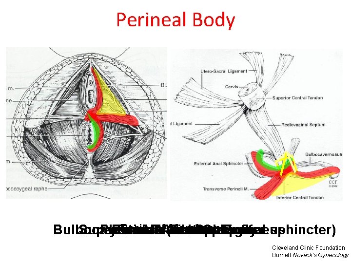 Perineal Body Perineal Membrane Superficial Pyramidal Internal External Transverse Anal Fibrous Anal. Sphincter Body