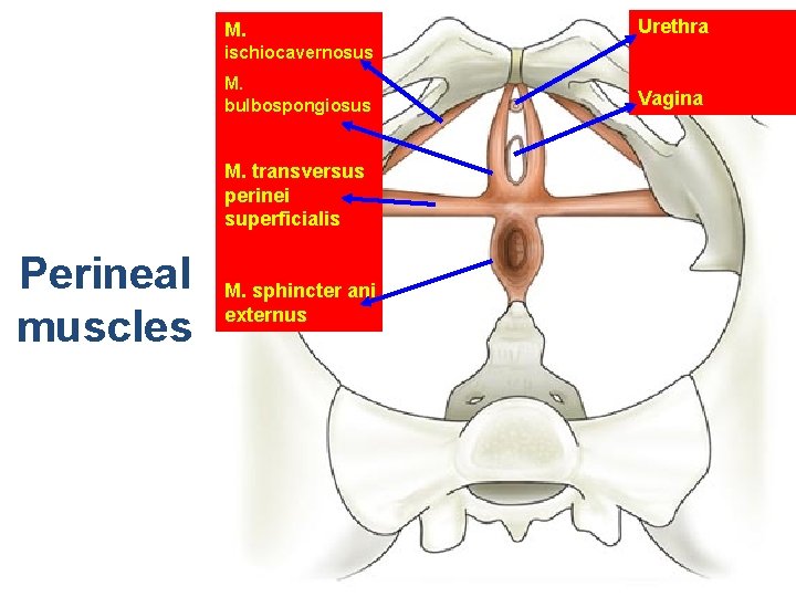 M. Urethra ischiocavernosus M. bulbospongiosus M. transversus perinei superficialis Perineal muscles M. sphincter ani