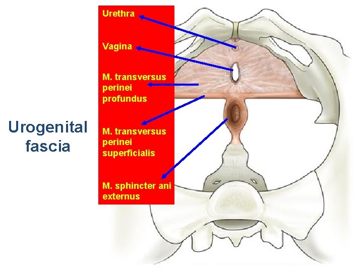 Urethra Vagina M. transversus perinei profundus Urogenital fascia M. transversus perinei superficialis M. sphincter