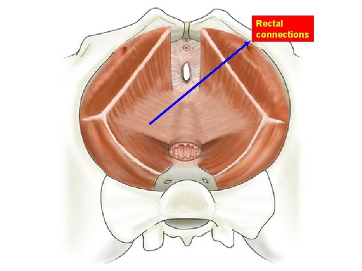 Rectal connections 