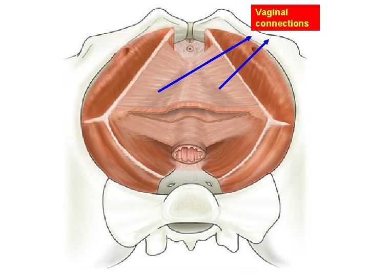 Vaginal connections 