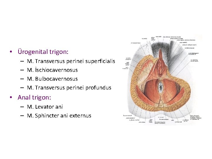  • Ürogenital trigon: – – M. Transversus perinei superficialis M. İschiocavernosus M. Bulbocavernosus