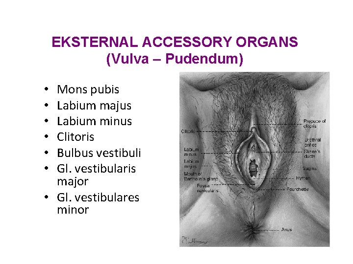 EKSTERNAL ACCESSORY ORGANS (Vulva – Pudendum) Mons pubis Labium majus Labium minus Clitoris Bulbus