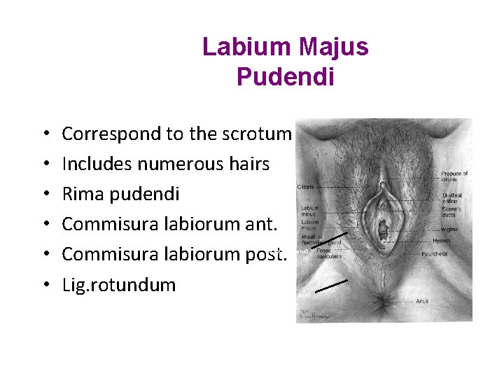 Labium Majus Pudendi • • • Correspond to the scrotum Includes numerous hairs Rima