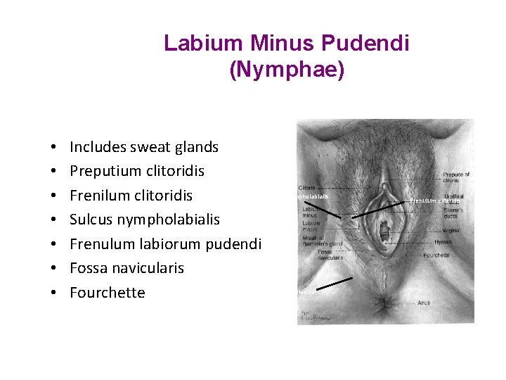 Labium Minus Pudendi (Nymphae) • • Includes sweat glands Preputium clitoridis Frenilum clitoridis Sulcus