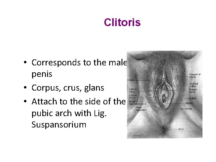 Clitoris • Corresponds to the male penis • Corpus, crus, glans • Attach to