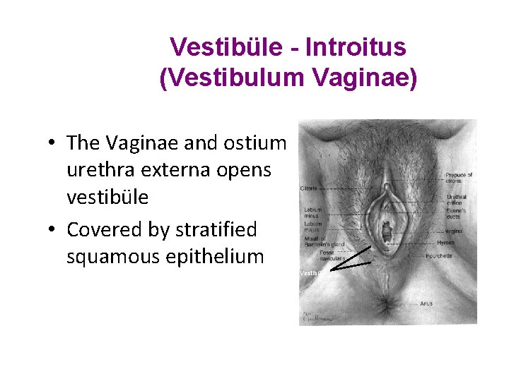 Vestibüle - Introitus (Vestibulum Vaginae) • The Vaginae and ostium urethra externa opens vestibüle