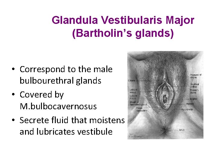 Glandula Vestibularis Major (Bartholin’s glands) • Correspond to the male bulbourethral glands • Covered