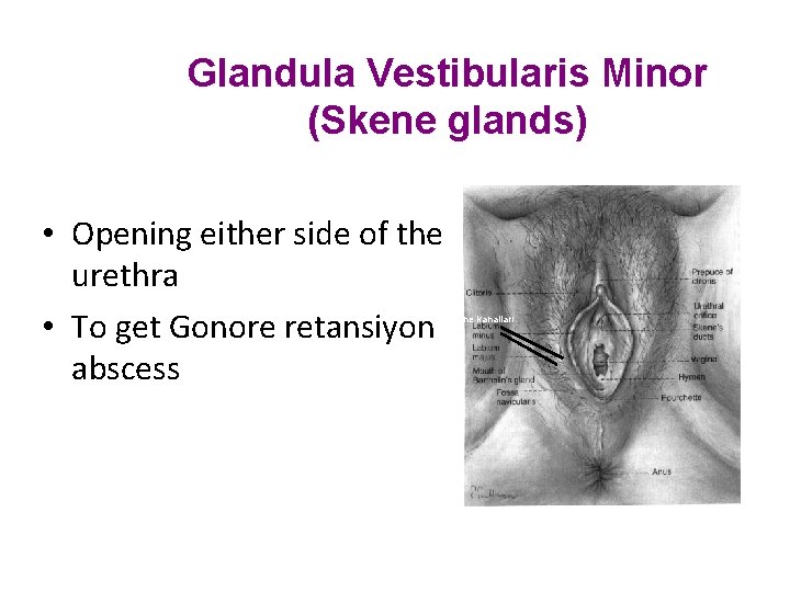 Glandula Vestibularis Minor (Skene glands) • Opening either side of the urethra • To