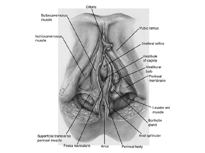 FIGURE 7. 2. Superficial compartment and perineal membrane. 