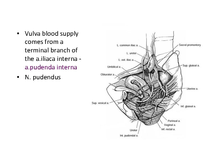  • Vulva blood supply comes from a terminal branch of the a. iliaca