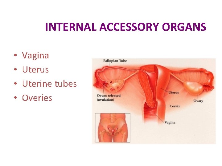 INTERNAL ACCESSORY ORGANS • • Vagina Uterus Uterine tubes Overies 