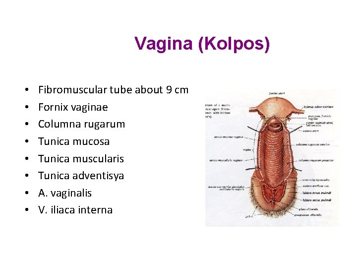 Vagina (Kolpos) • • Fibromuscular tube about 9 cm Fornix vaginae Columna rugarum Tunica