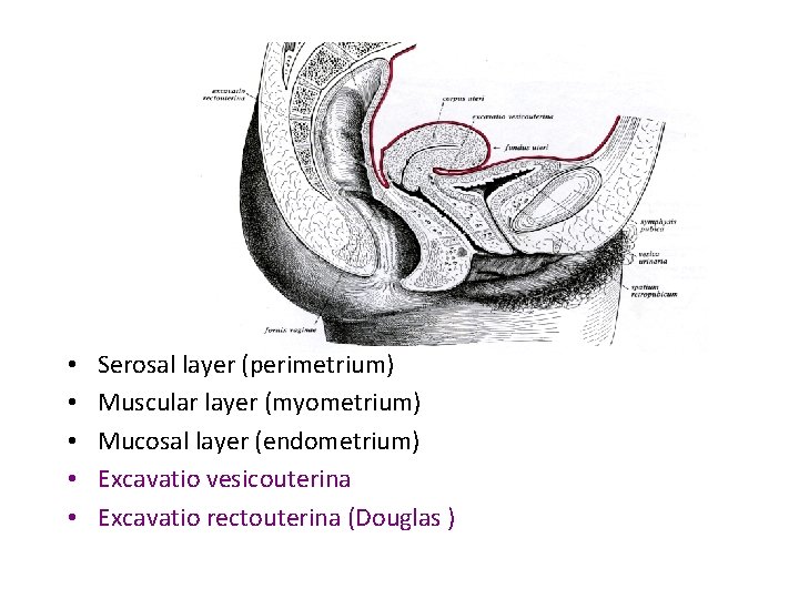  • • • Serosal layer (perimetrium) Muscular layer (myometrium) Mucosal layer (endometrium) Excavatio