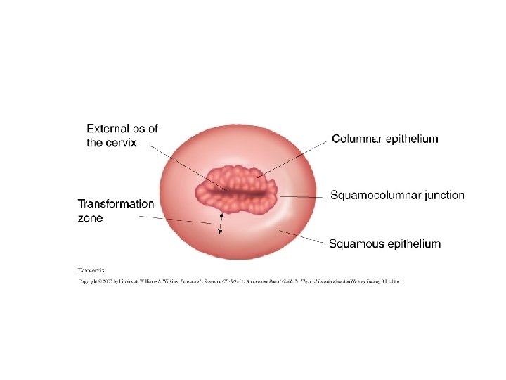 Squamocolumnar Junction 