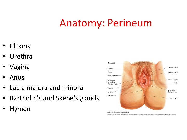 Anatomy: Perineum • • Clitoris Urethra Vagina Anus Labia majora and minora Bartholin’s and