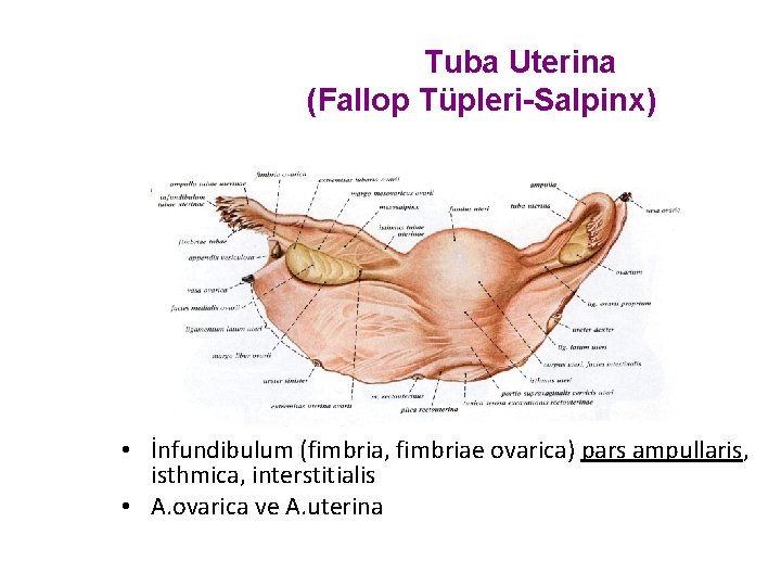 Tuba Uterina (Fallop Tüpleri-Salpinx) • İnfundibulum (fimbria, fimbriae ovarica) pars ampullaris, isthmica, interstitialis •