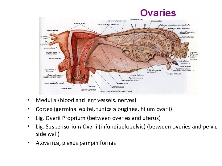 Ovaries Medulla (blood and lenf vessels, nerves) Cortex (germinal epitel, tunica albuginea, hilum ovarii)