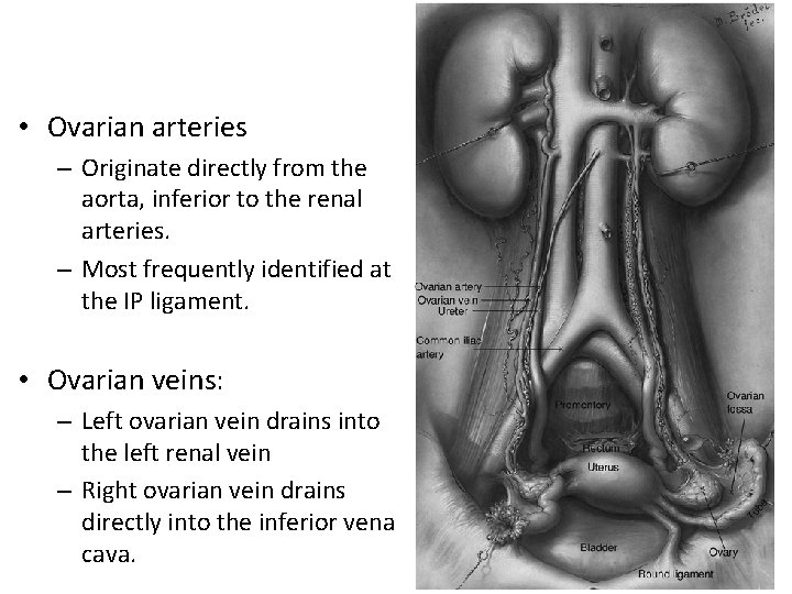  • Ovarian arteries – Originate directly from the aorta, inferior to the renal