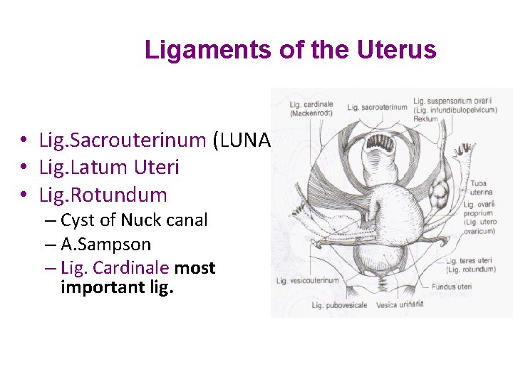 Ligaments of the Uterus • Lig. Sacrouterinum (LUNA) • Lig. Latum Uteri • Lig.