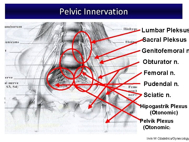 Pelvic Innervation Lumbar Pleksus Sacral Pleksus Genitofemoral n Obturator n. Femoral n. Pudendal n.