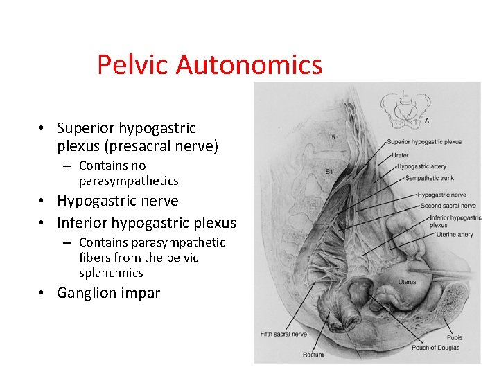 Pelvic Autonomics • Superior hypogastric plexus (presacral nerve) – Contains no parasympathetics • Hypogastric