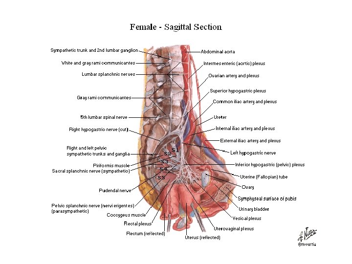 Pelvik Organların Sinirleri 