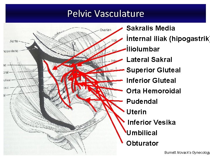 Pelvic Vasculature Sakralis Media İnternal iliak (hipogastrik) Common Iliac İliolumbar Lateral Sakral Superior Gluteal