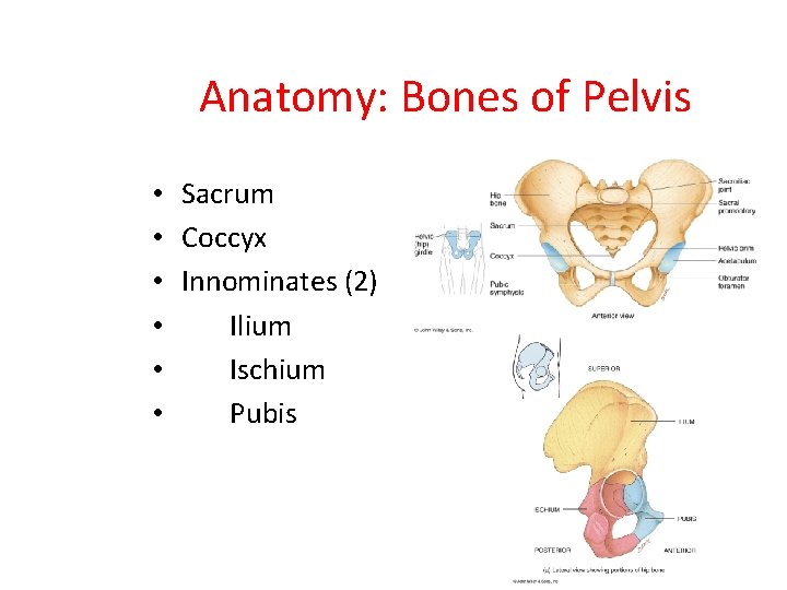 Anatomy: Bones of Pelvis • Sacrum • Coccyx • Innominates (2) • Ilium •