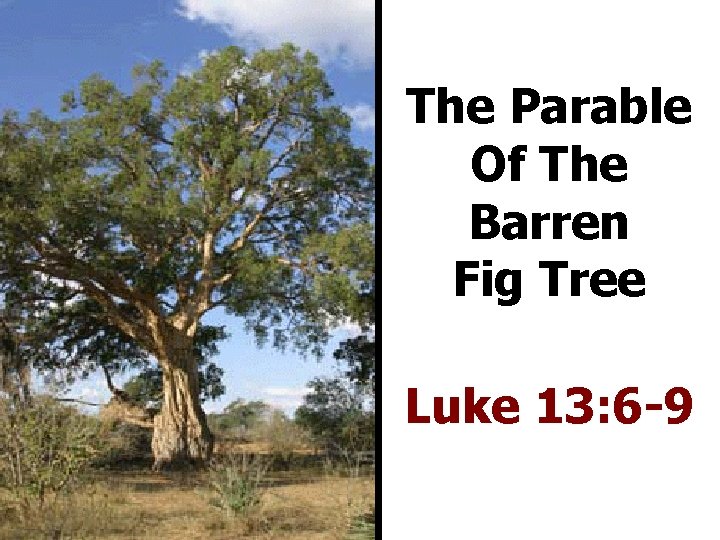 The Parable Of The Barren Fig Tree Luke 13: 6 -9 