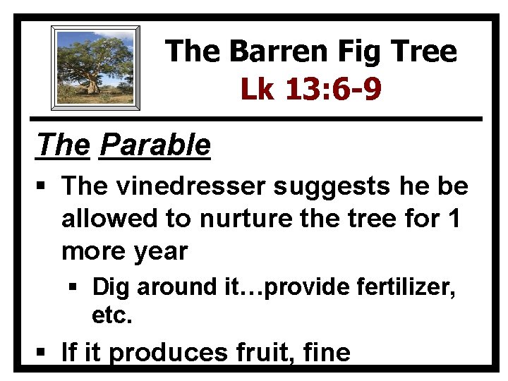 The Barren Fig Tree Lk 13: 6 -9 The Parable § The vinedresser suggests