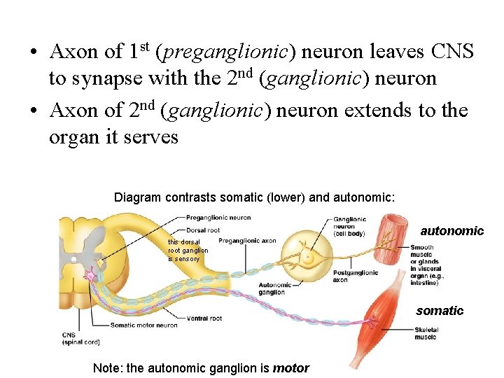  • Axon of 1 st (preganglionic) neuron leaves CNS to synapse with the