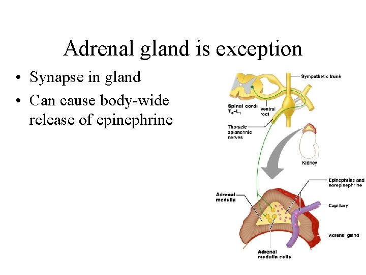 Adrenal gland is exception • Synapse in gland • Can cause body-wide release of