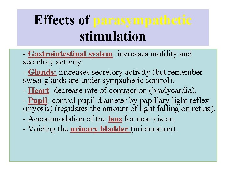 Effects of parasympathetic stimulation - Gastrointestinal system: increases motility and secretory activity. - Glands: